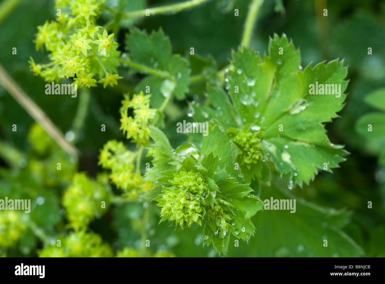 Lady's Mantle (Alchemilla mollis) Stock Photo