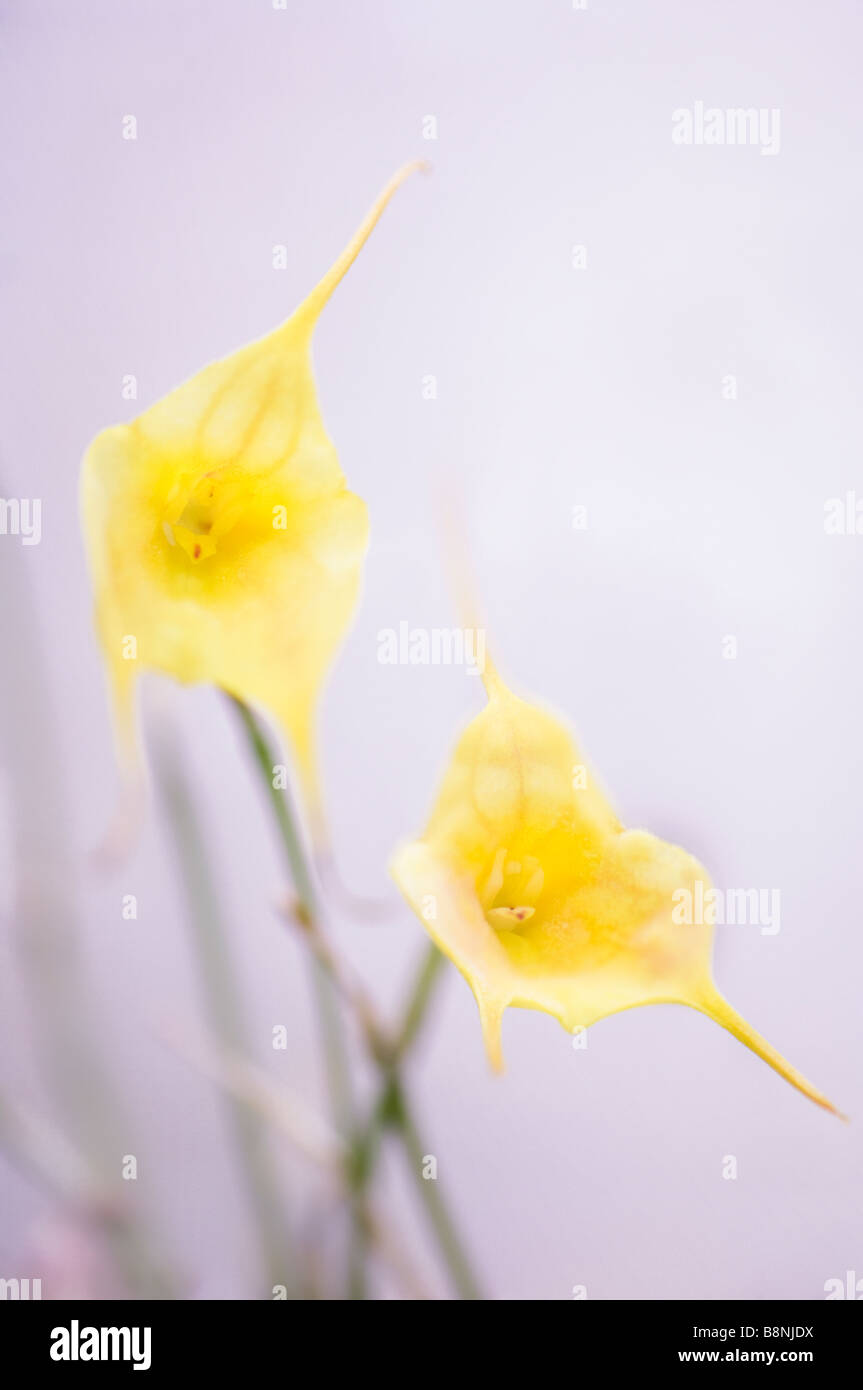 Two Yellow Masdevallia Orchid Blossoms Stock Photo