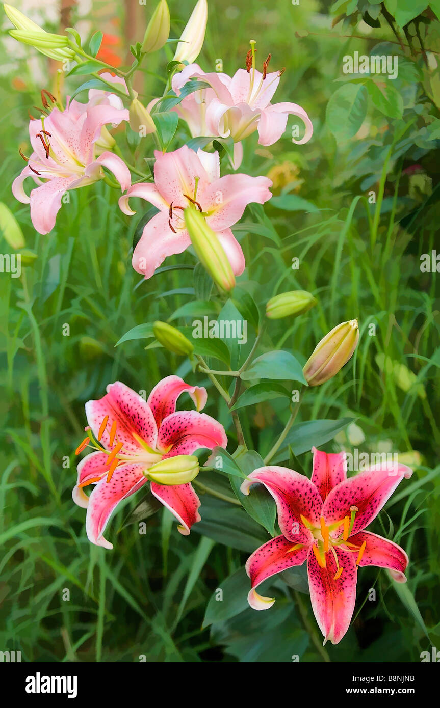 Summer Garden Patch of Pink and Red Oriental Lilies in Full Bloom Stock