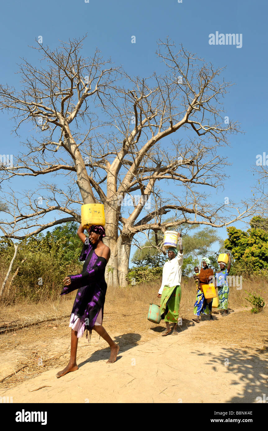Women carrying water on their heads walk past a Baobab tree, The Gambia, West Africa Stock Photo