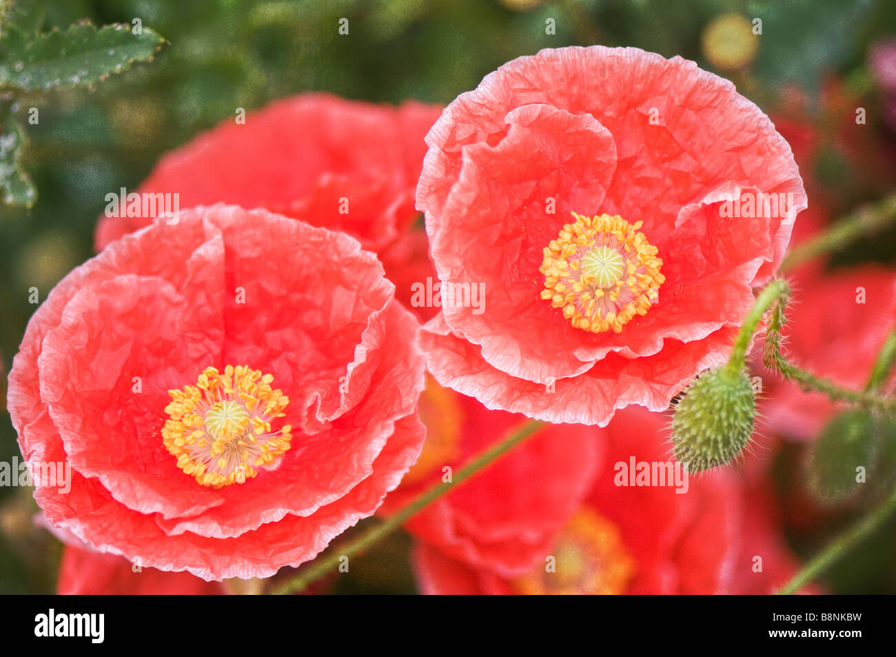 Shirley poppy flowers hi-res stock photography and images - Alamy