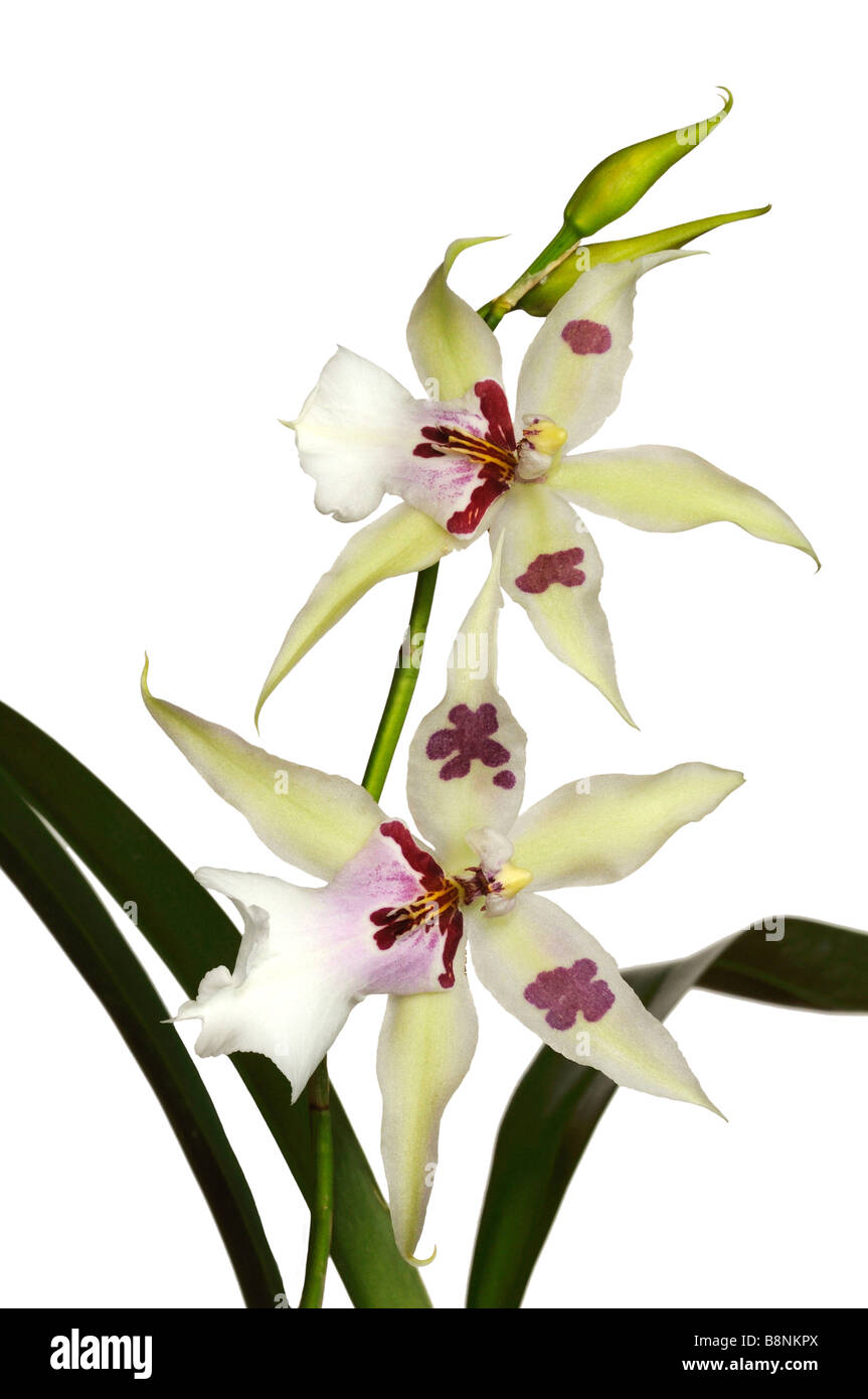 Miltassia hybrid orchid cross between the orchids Brassia and Miltonia Brs x Milt Stock Photo