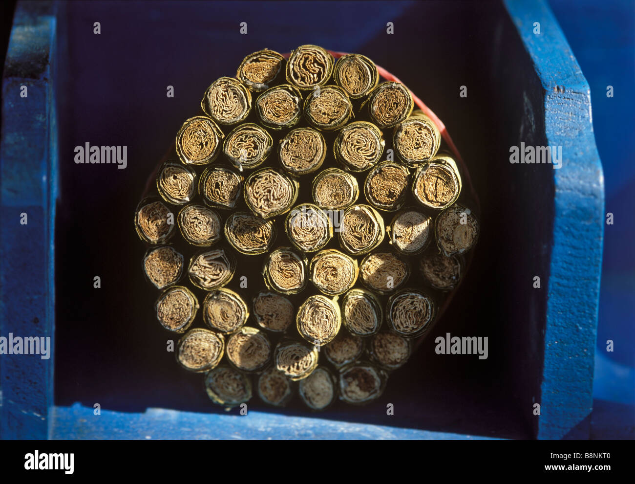 Kingston rubio El tabaco de liar Fotografía de stock - Alamy