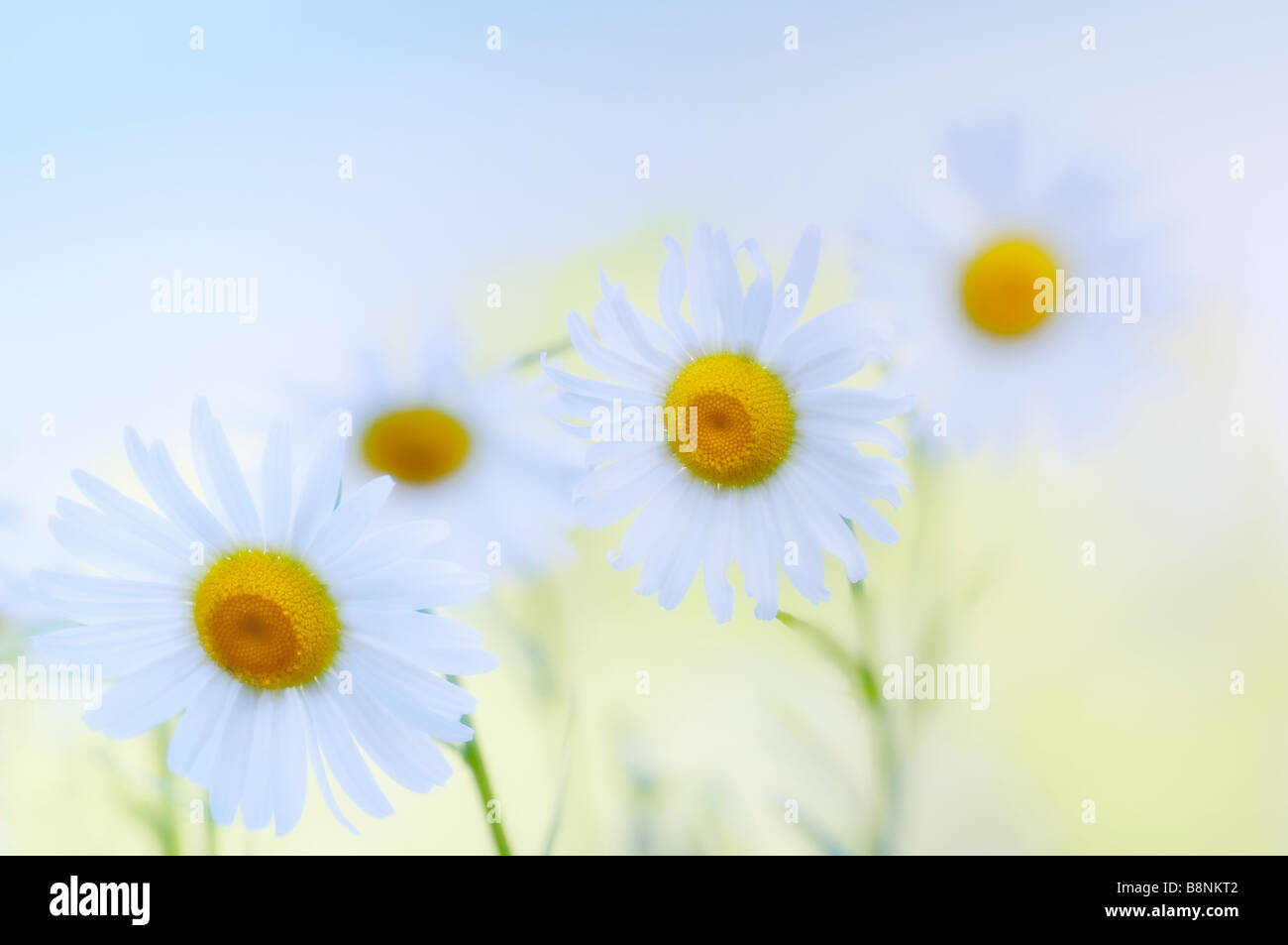 Pattern of White Shasta Daisy Flowers. Summer Garden Stock Photo