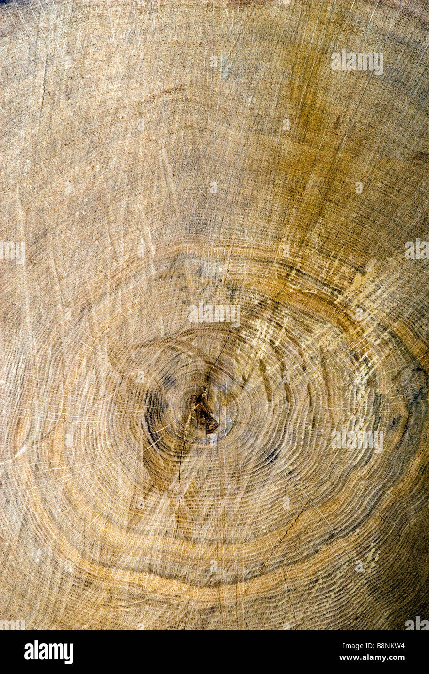Tree rings count age tree hires stock photography and images Alamy
