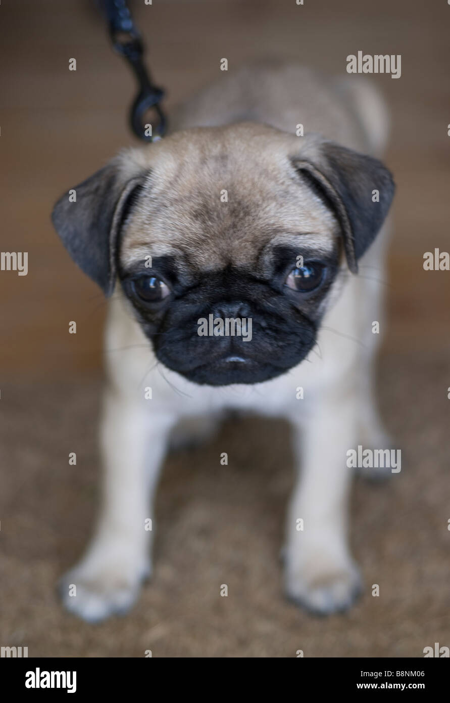 Puppy pug dog on a lead Stock Photo
