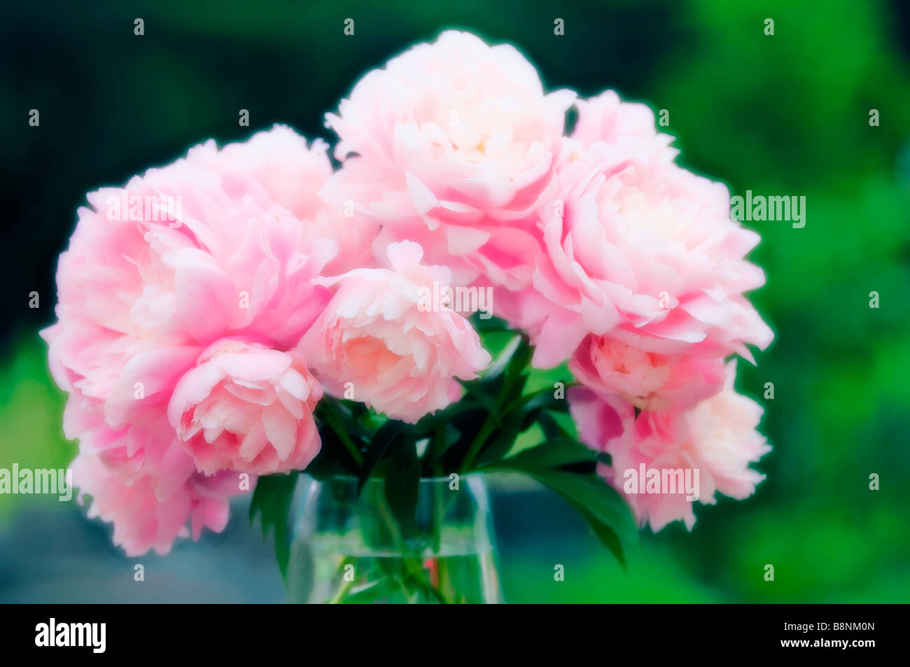 Pink Peony in Glass Vase Spring Bouquet Stock Photo - Alamy