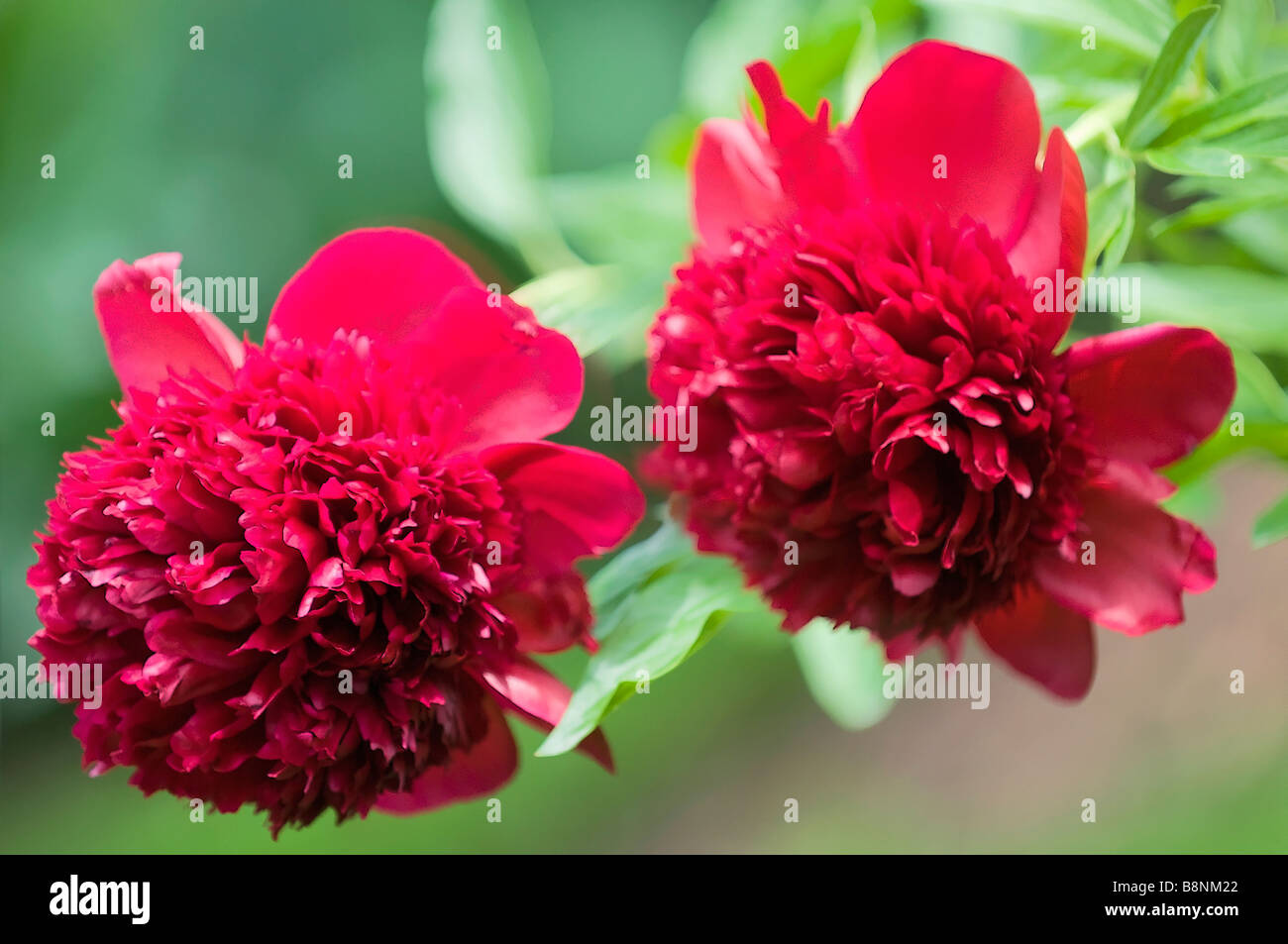 Two Double Red Peonies in Bloom in Spring Garden Stock Photo