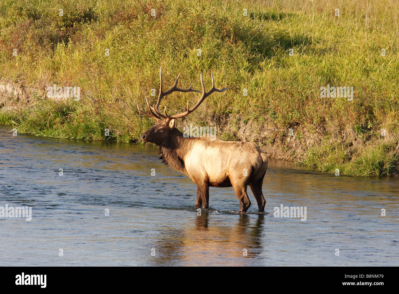 big bull elk in river Stock Photo