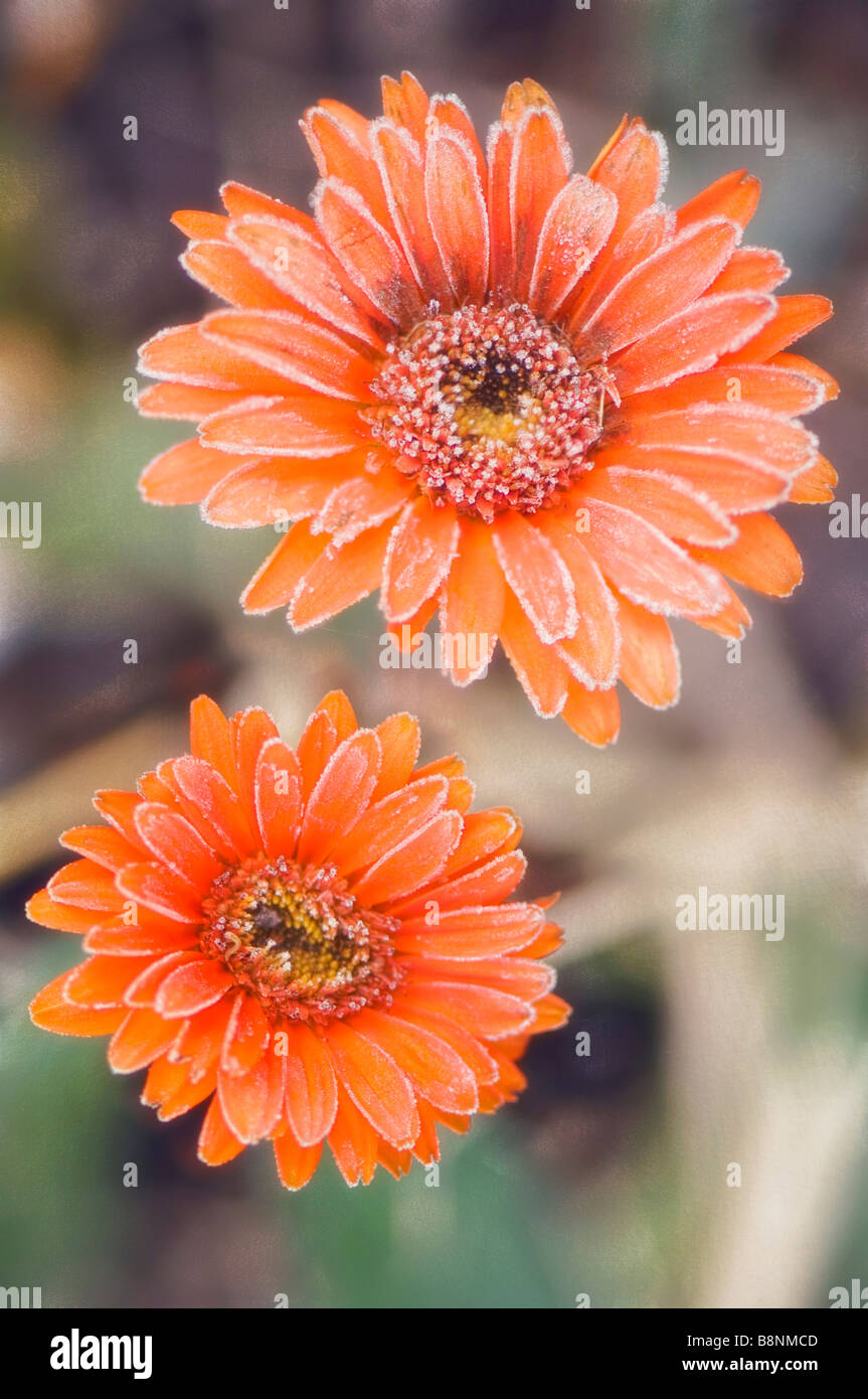 Two pink gerbera daisies hires stock photography and images Alamy