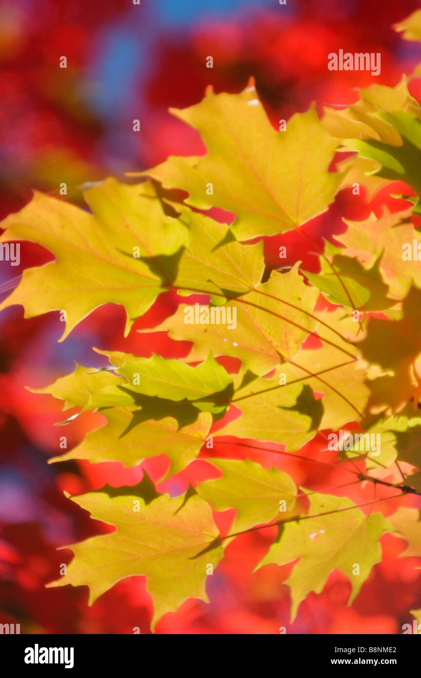 Vivid Maple Leaves in Autumn Stock Photo