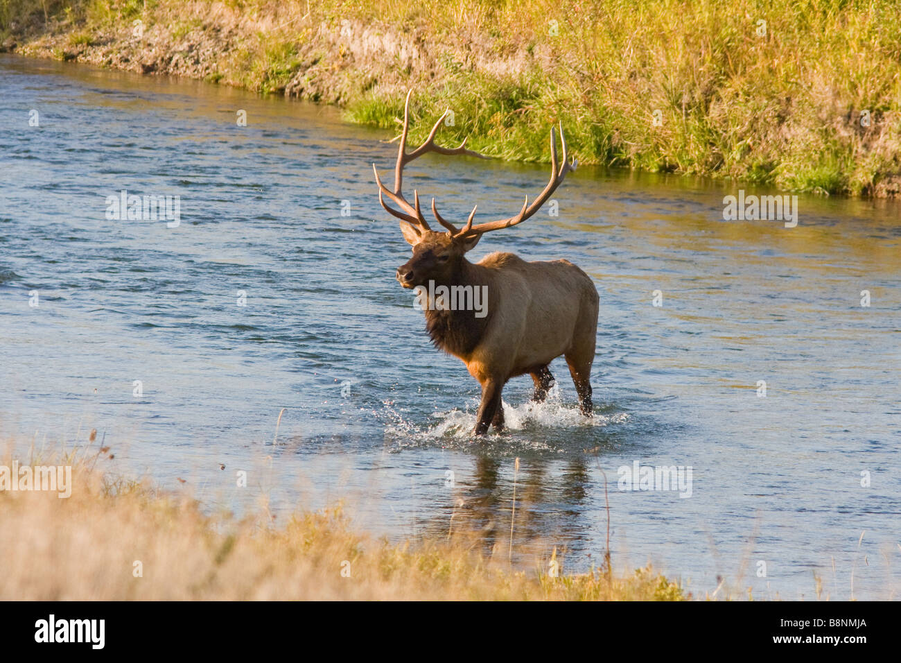 big bull elk crossing river Stock Photo