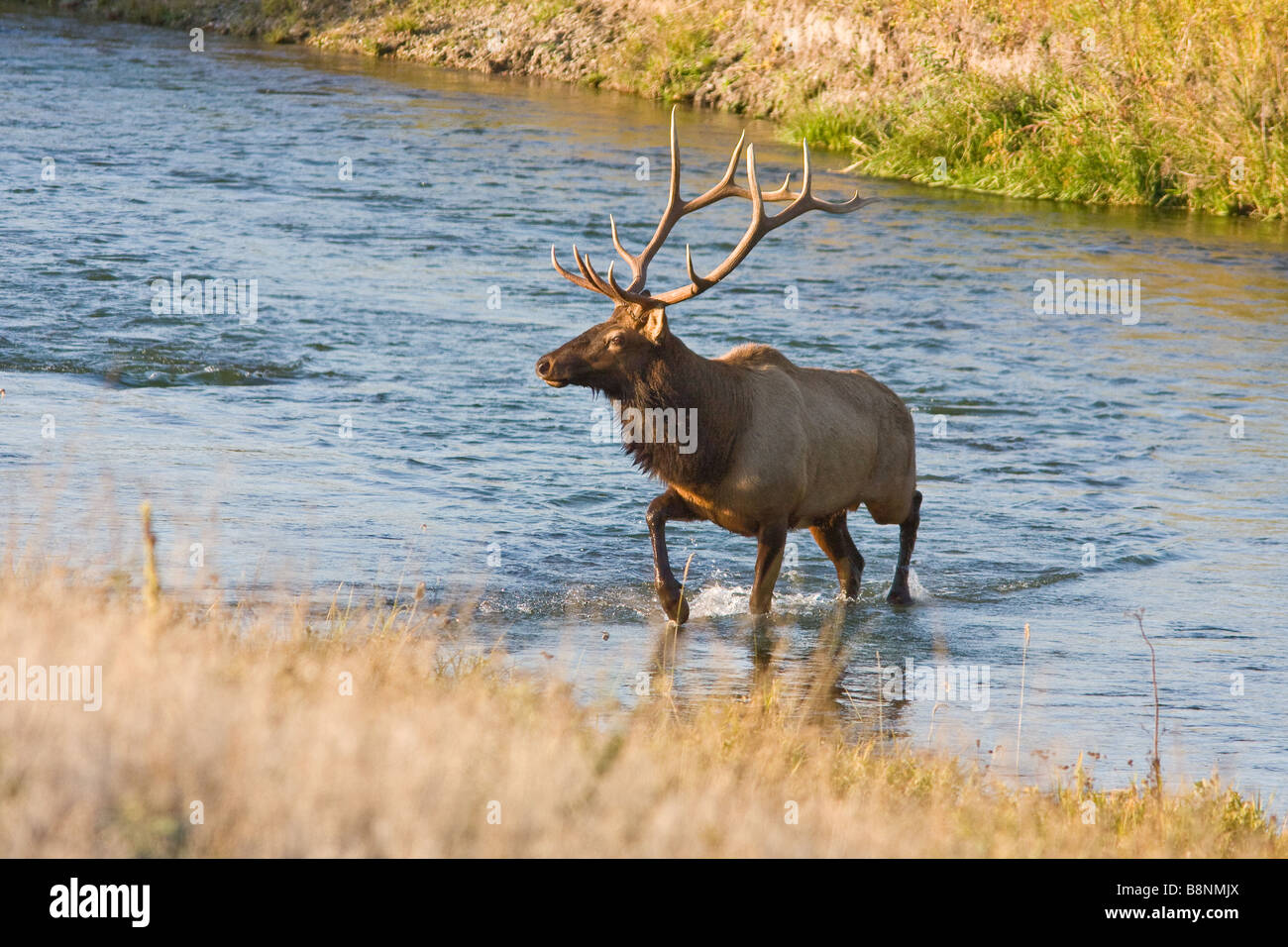 big bull elk in Montana Stock Photo