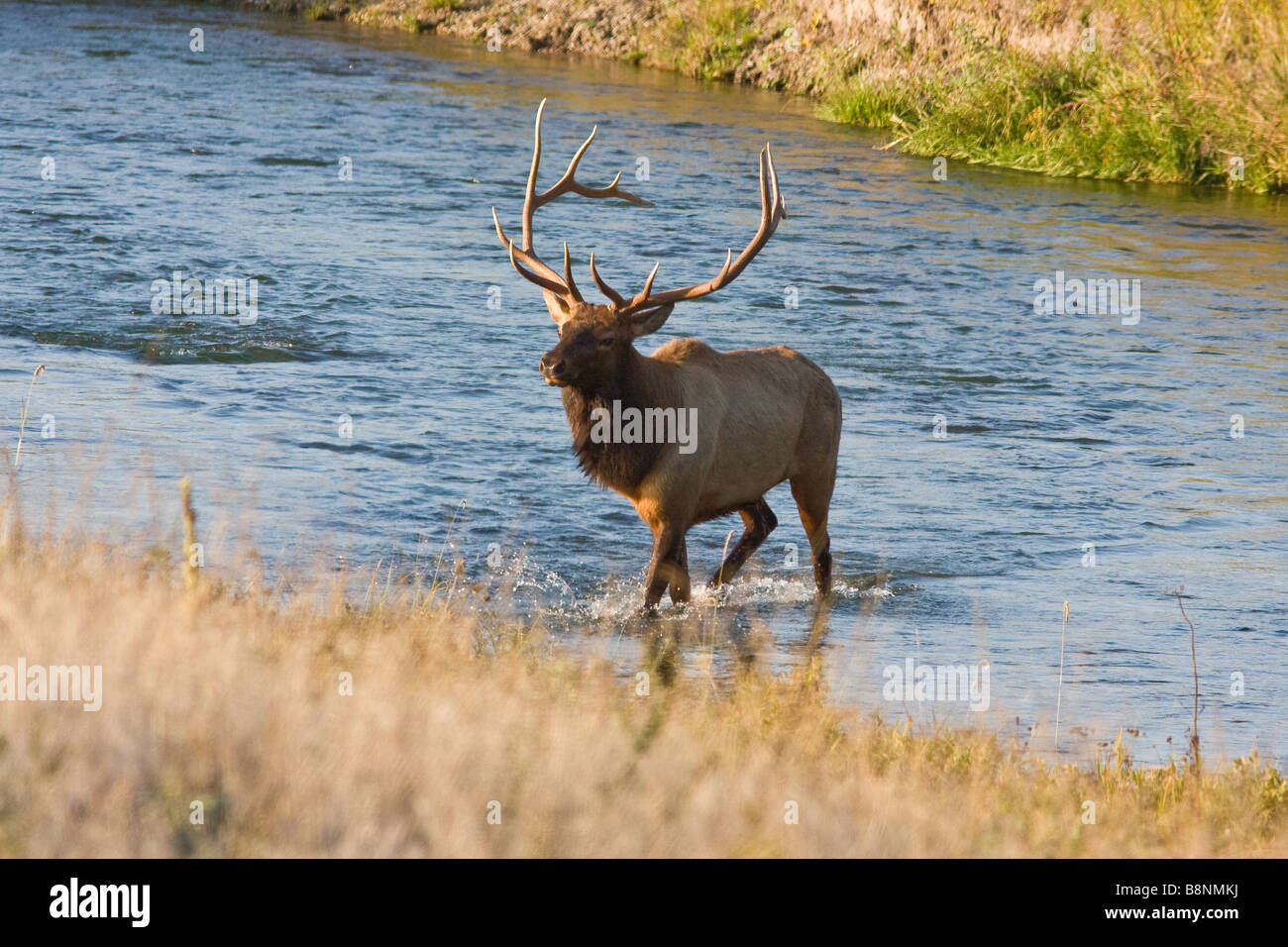 big bull elk crossing river Stock Photo