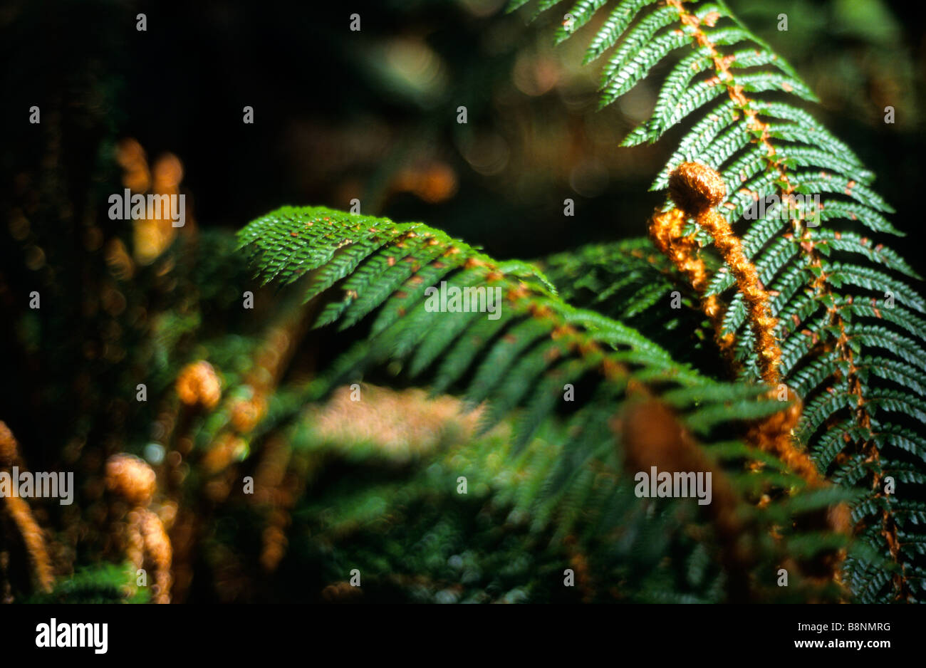 Tree ferns in new zealand hi-res stock photography and images - Alamy