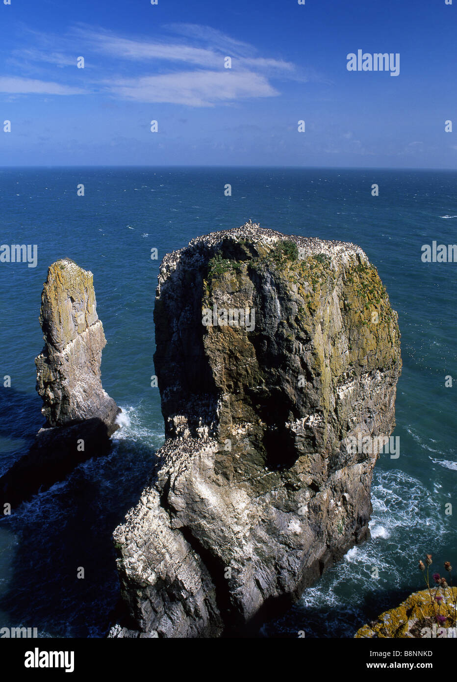 Stack Rocks Elegug Stacks Seabird colony Near Bosherston Pembrokeshire Coast National Park West Wales UK Stock Photo