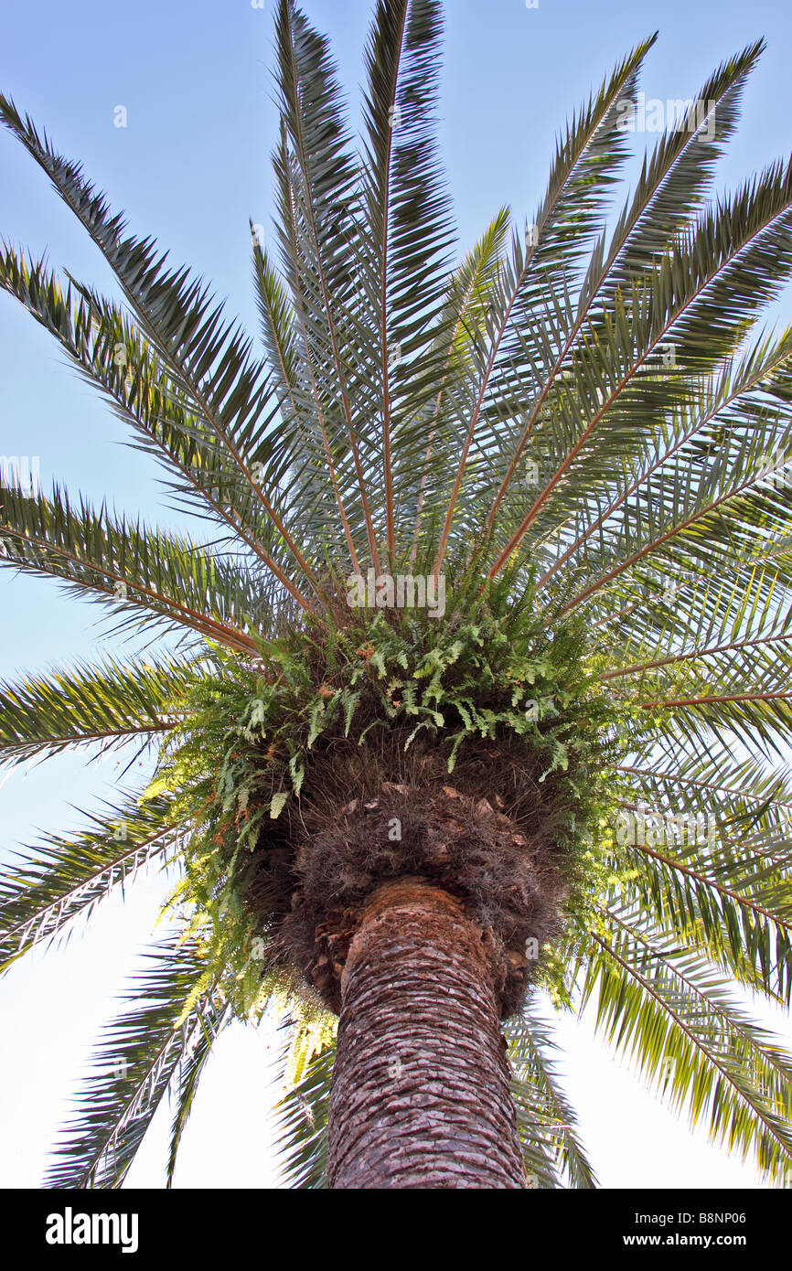 palm tree, Orlando, Florida, USA Stock Photo Alamy