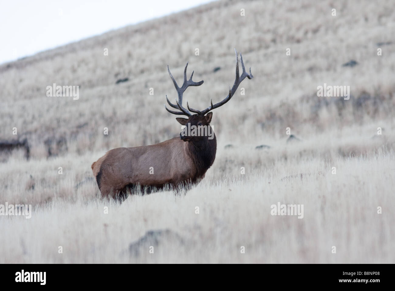 big bull elk up on Yellowstone mountain Stock Photo