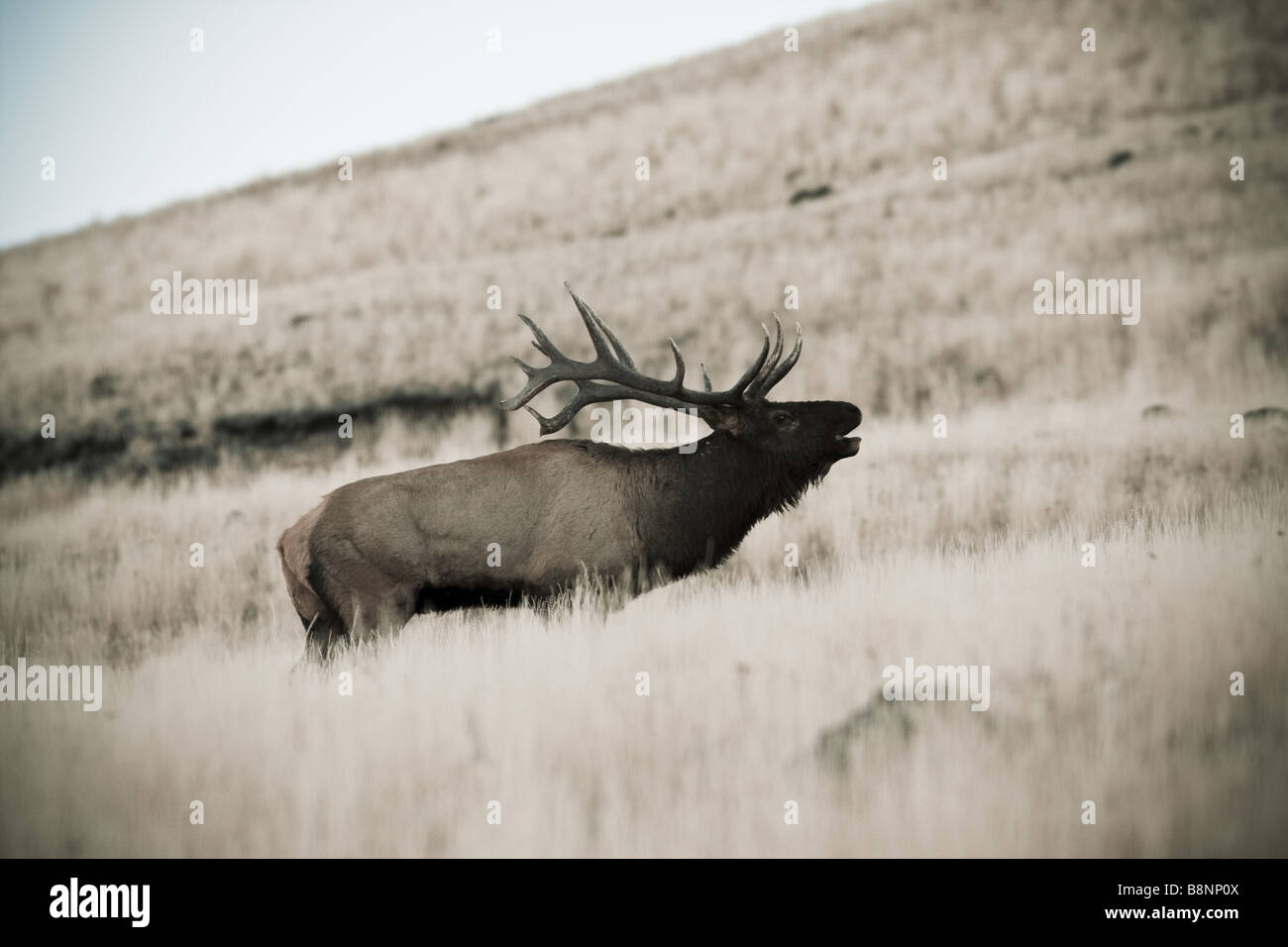 big bull elk early morning Yellowstone Stock Photo