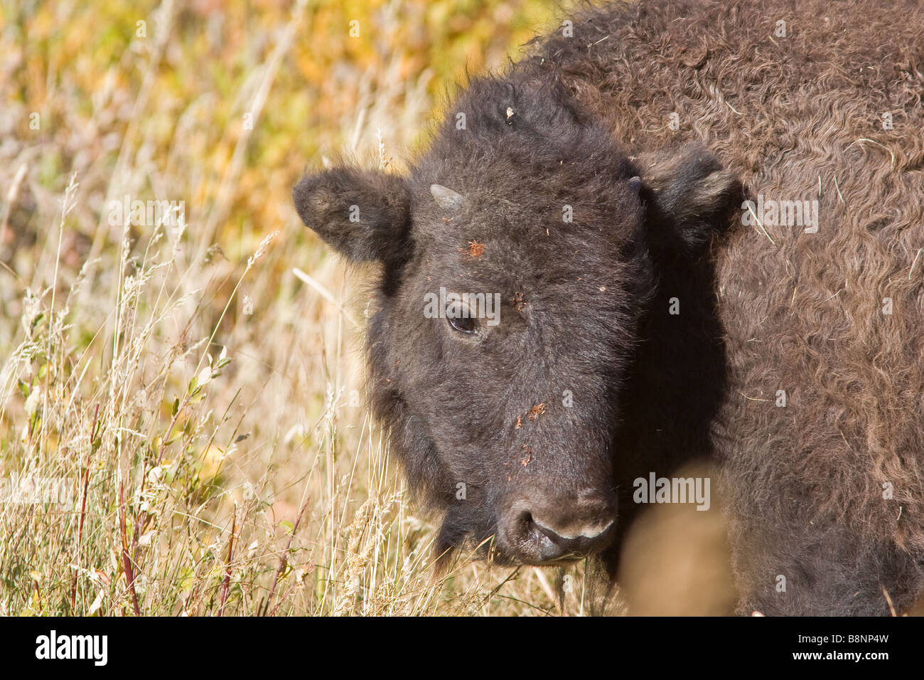 Yellowstone bison up close Stock Photo