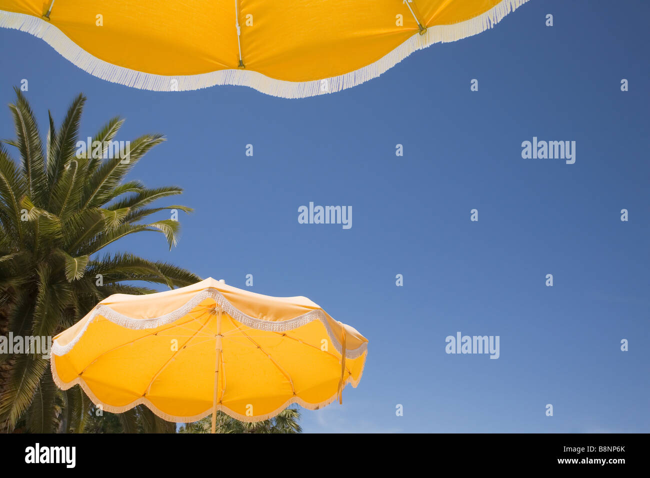 Looking upwards at yellow beach umbrellas with blue sky and palm tree behind. Stock Photo