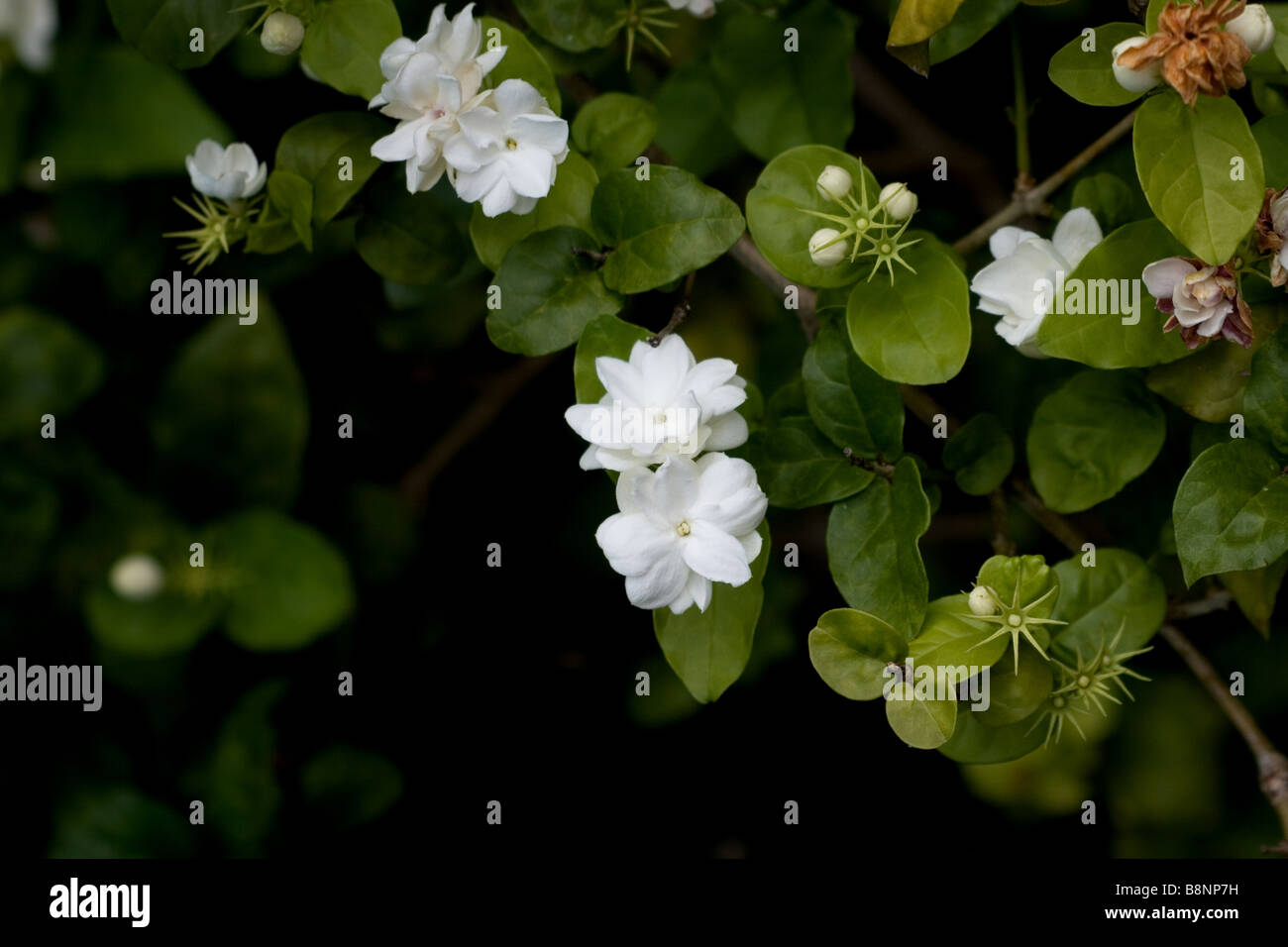 Jasmine plant in bloom Stock Photo Alamy
