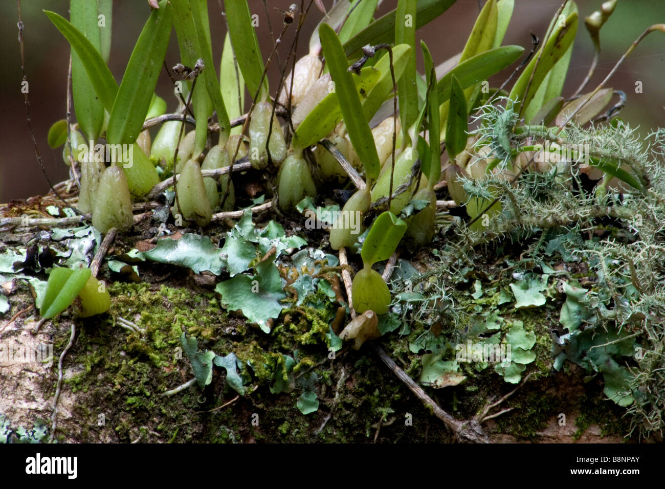 Epiphytic plants on wild Stock Photo