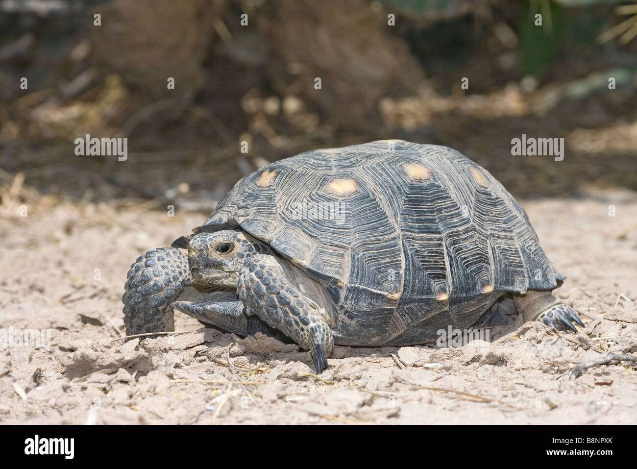 Texas Tortoise Gopherus berlandieri Stock Photo - Alamy