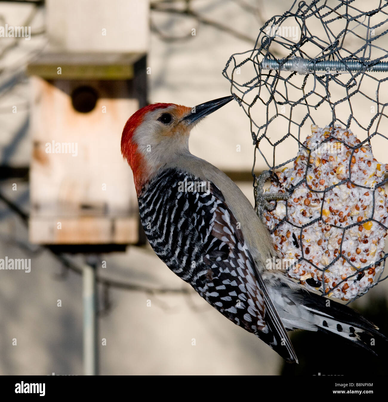 Red-belly woodpecker at bird feeder Ohio Stock Photo