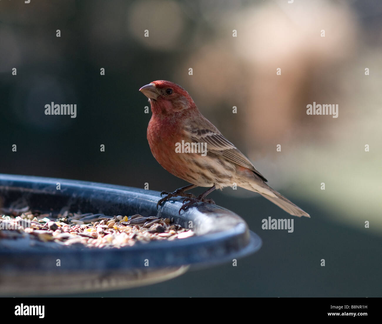 red house finch at bird feeder Ohio Stock Photo Alamy