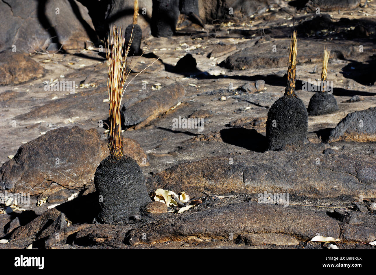 Australian bushfire damage. Grass trees survive a severe bush fire on