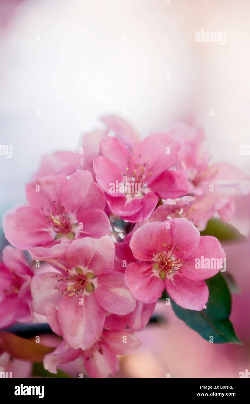 Close-up of Pink Flowering Crabapple Flowers Stock Photo