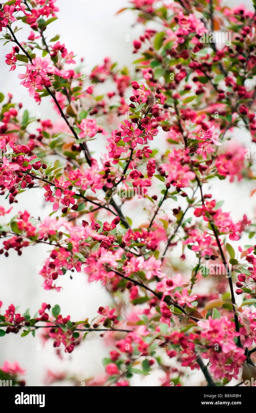 Pink Blossom of Crabapple Tree Stock Photo