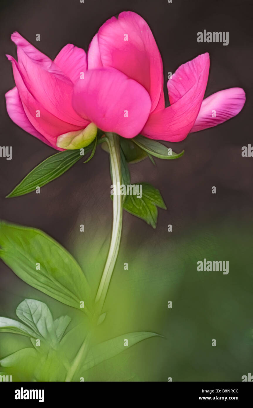 Pink Peony Flower Stock Photo