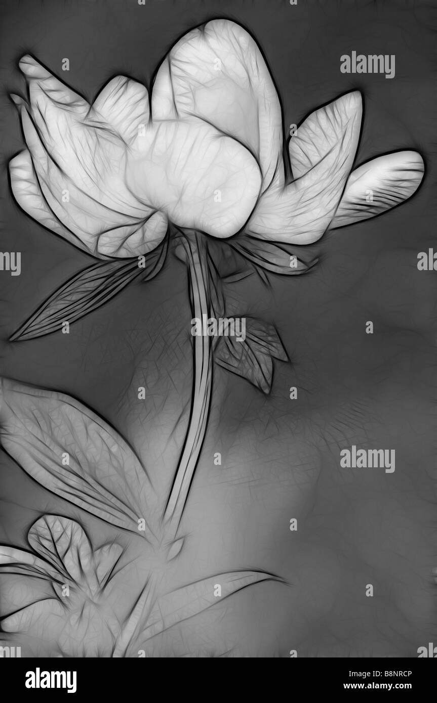 Black and White Sketch of Peony Flower Stock Photo