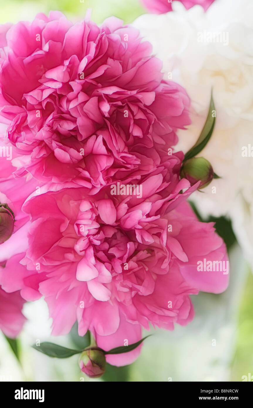 Pink Peony Flower Duo Stock Photo