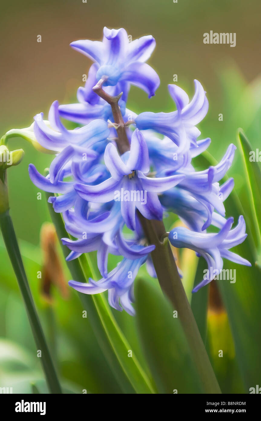 Blue Hyacinths in Bloom in Spring Garden Stock Photo - Alamy