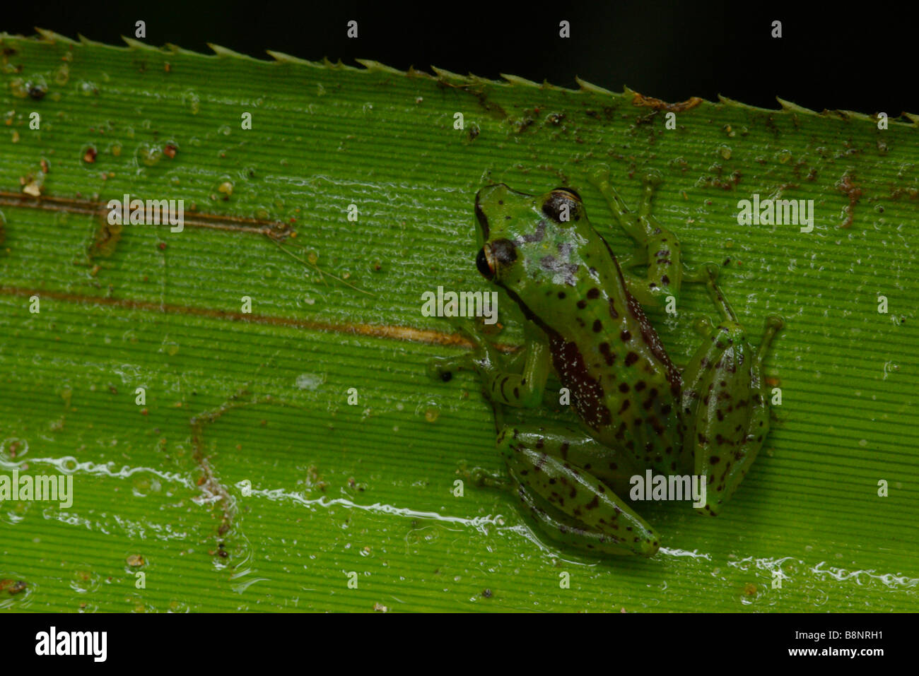 Tsarafidy Madagascar Frog (Guibemantis pulcher) on a wet leaf in Ranomafana National Park, Madagascar. Stock Photo