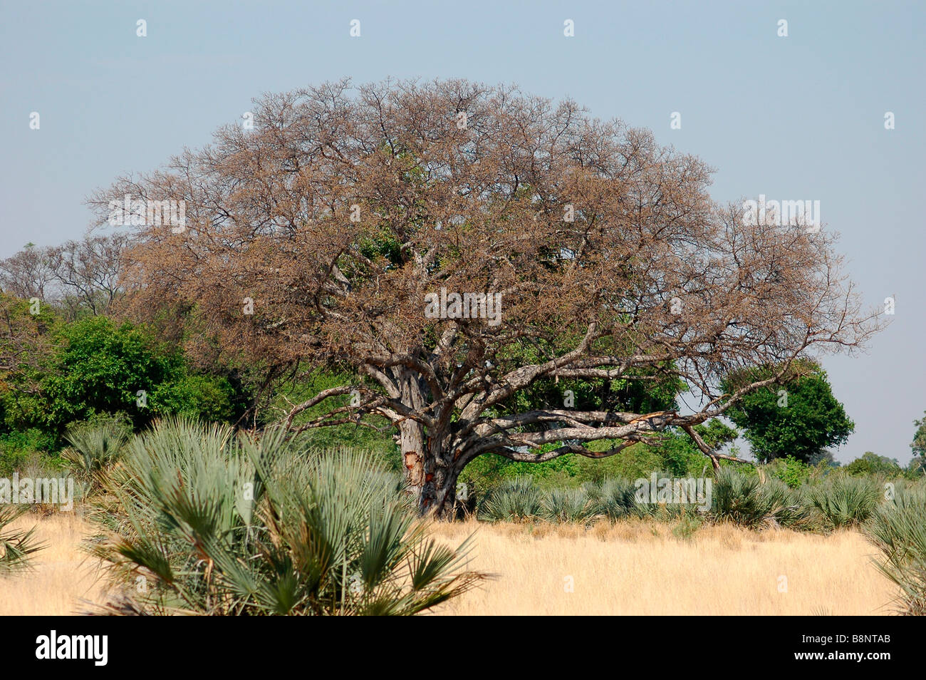 Trees and shrubs in Botswana southern Africa Stock Photo Alamy