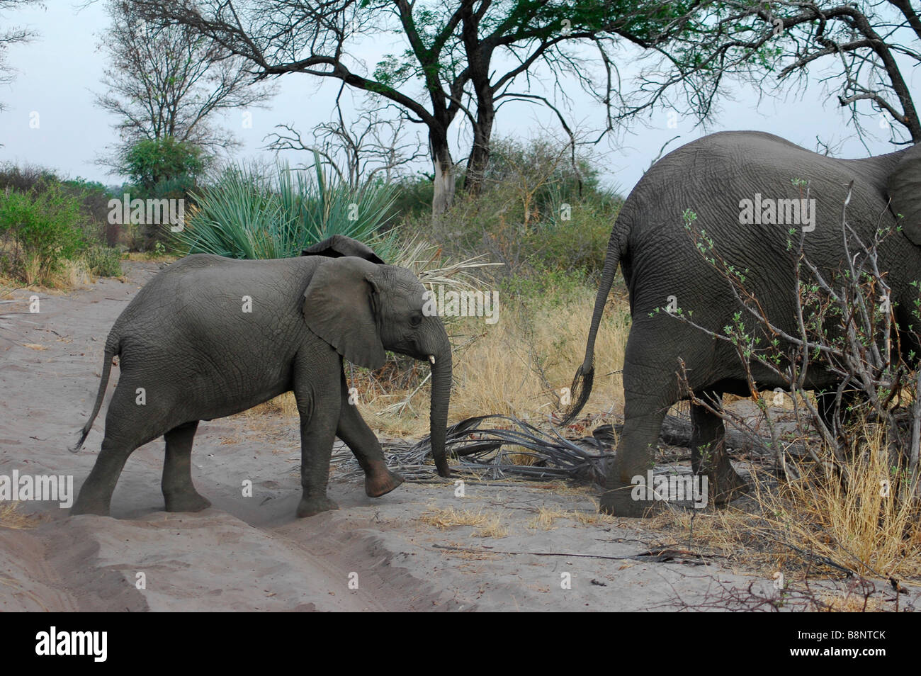 Baby Elephant following mother in Botswana Stock Photo Alamy
