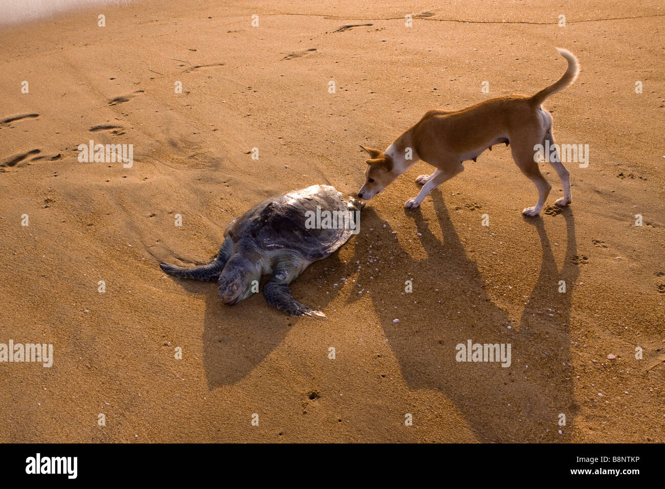 India Tamil Nadu Mamallapuram fishing village dog sniffing dead Olive Ridley Turtle on beach Stock Photo