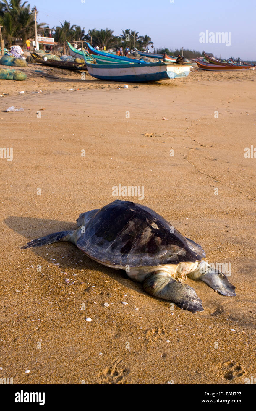 India Tamil Nadu Mamallapuram fishing village dead Olive Ridley Turtle discarded on beach Stock Photo