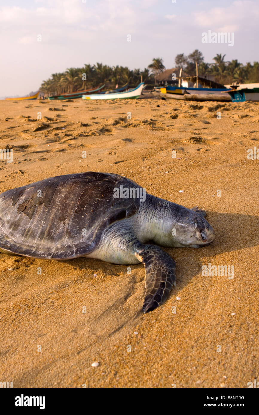 India Tamil Nadu Mamallapuram fishing village dead Olive Ridley Turtle discarded on beach Stock Photo