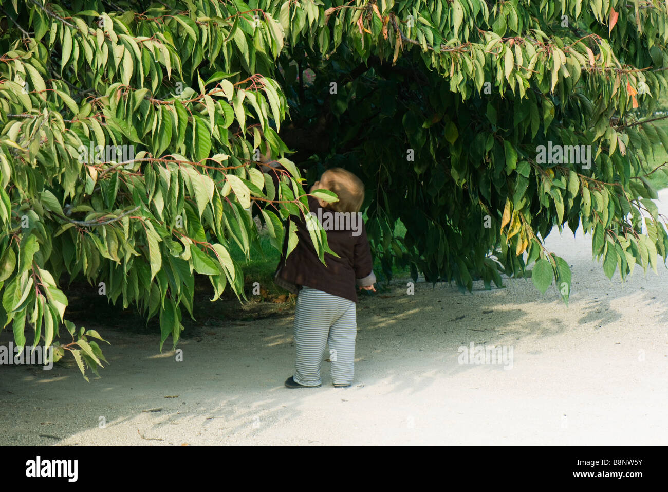 Toddler standing under tree, rear view Stock Photo