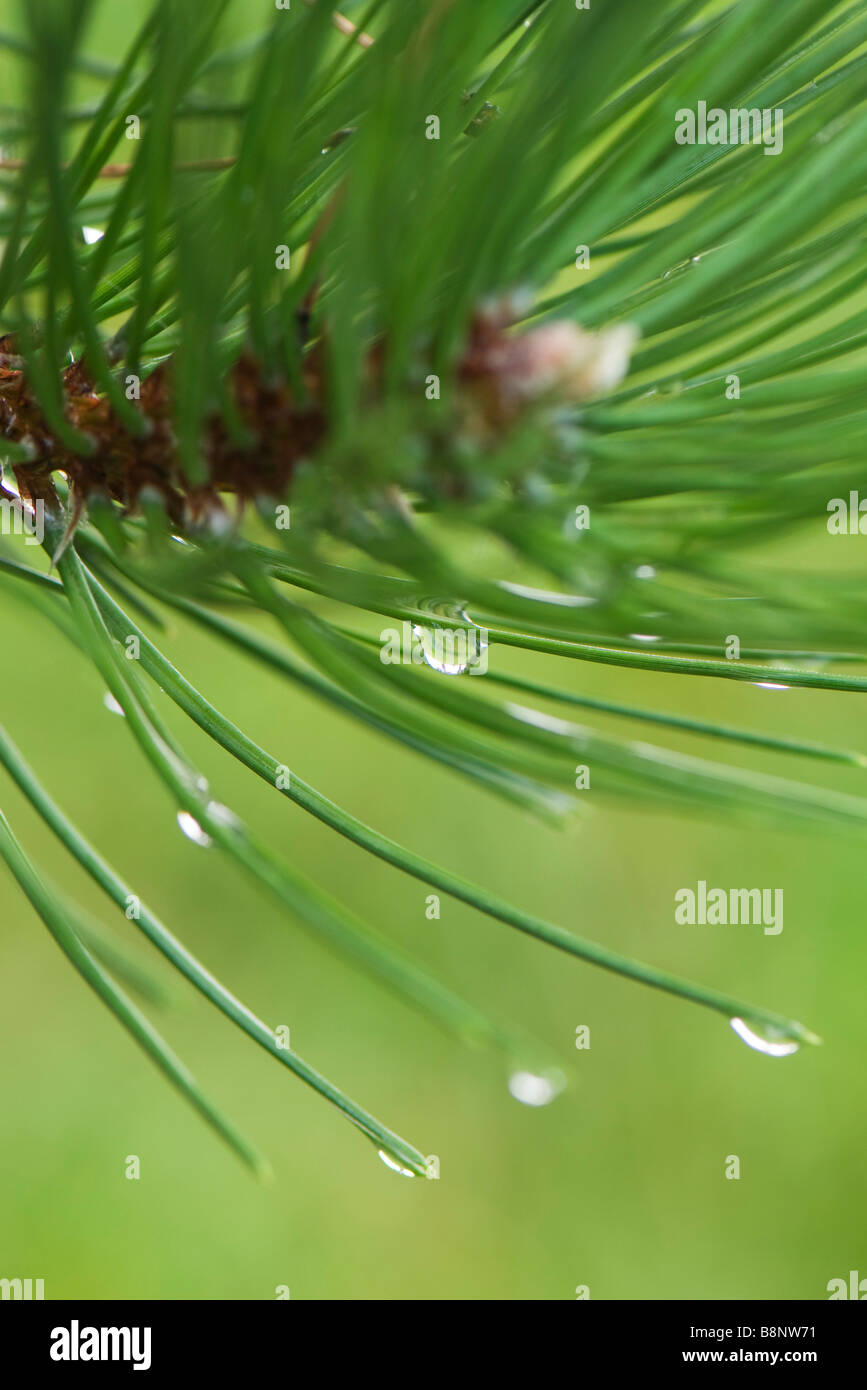 Dew drops on pine needles Stock Photo