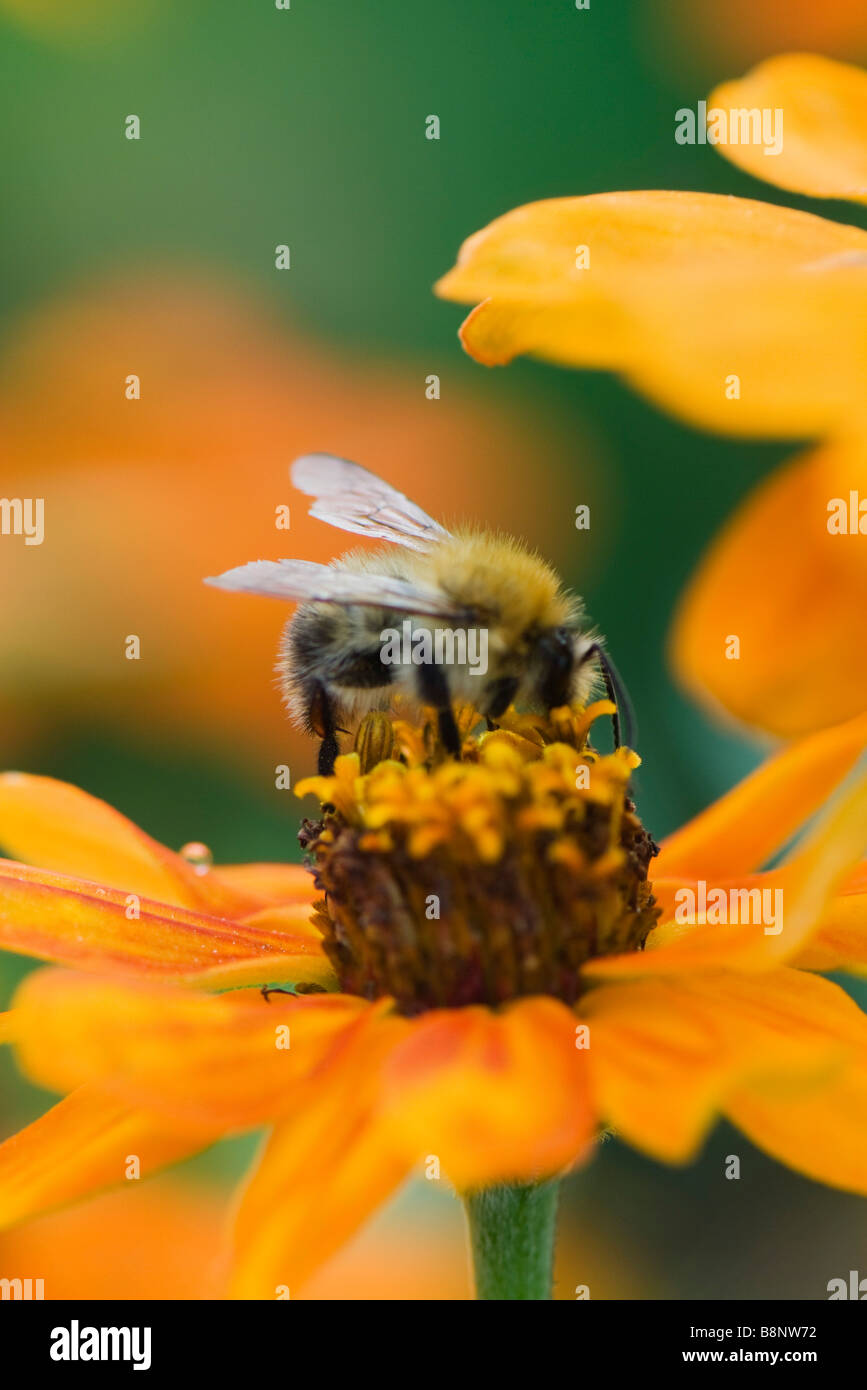 Bee gathering pollen on zinnia Stock Photo
