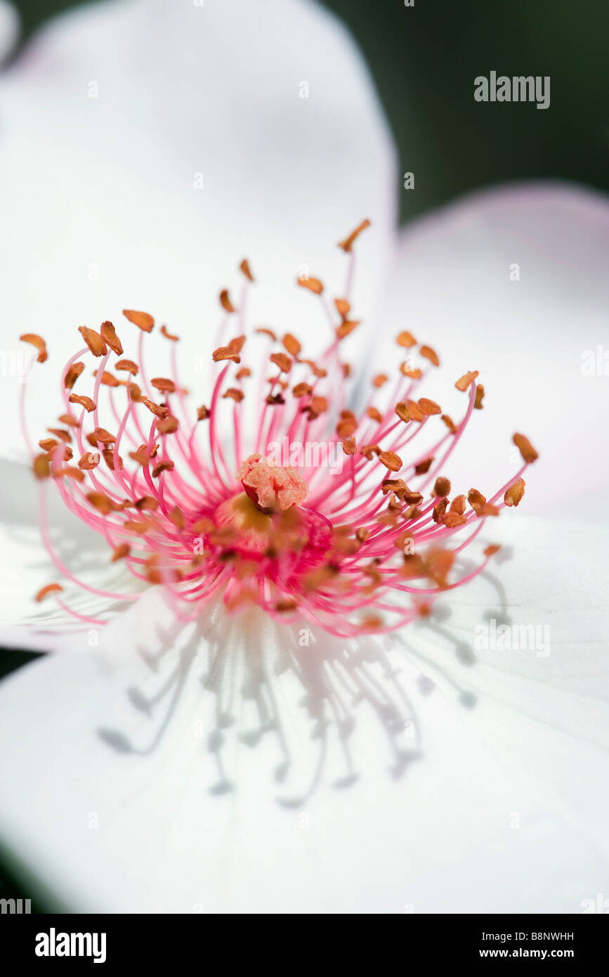 Japanese Anemone (Anemone japonica), extreme close-up Stock Photo