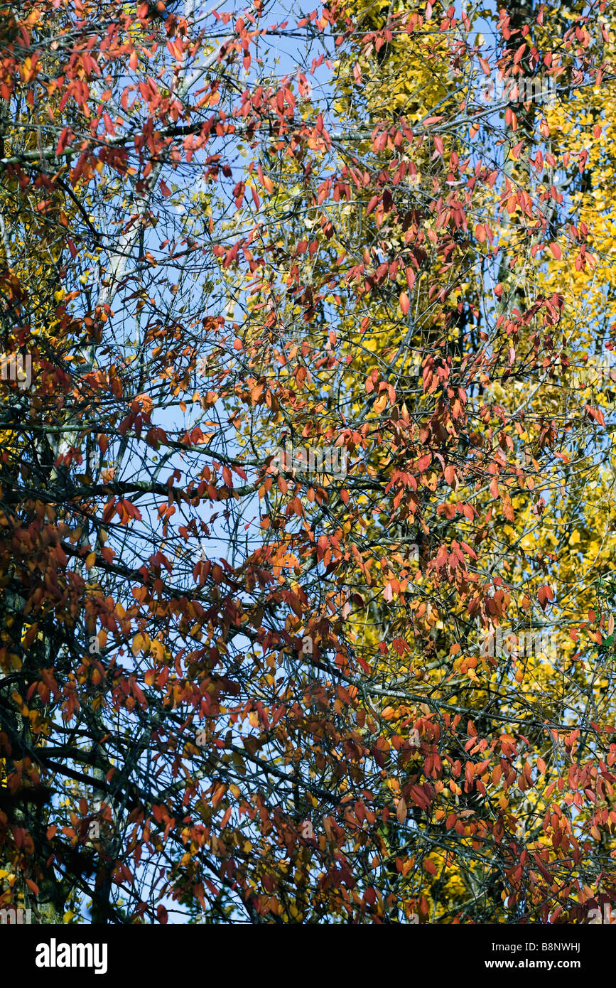 Changing autumn foliage hi-res stock photography and images - Alamy