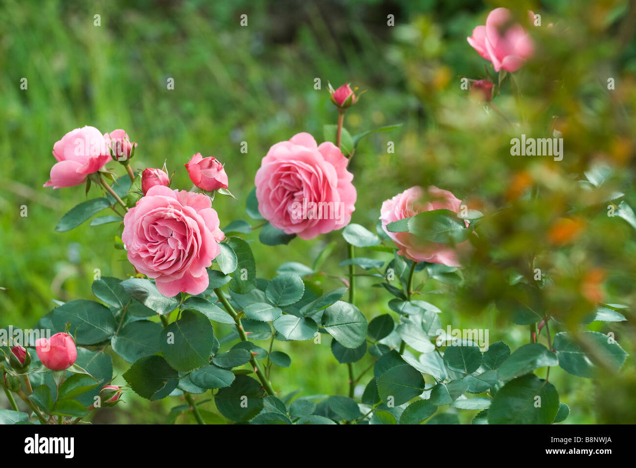 Pink roses growing on bush Stock Photo Alamy