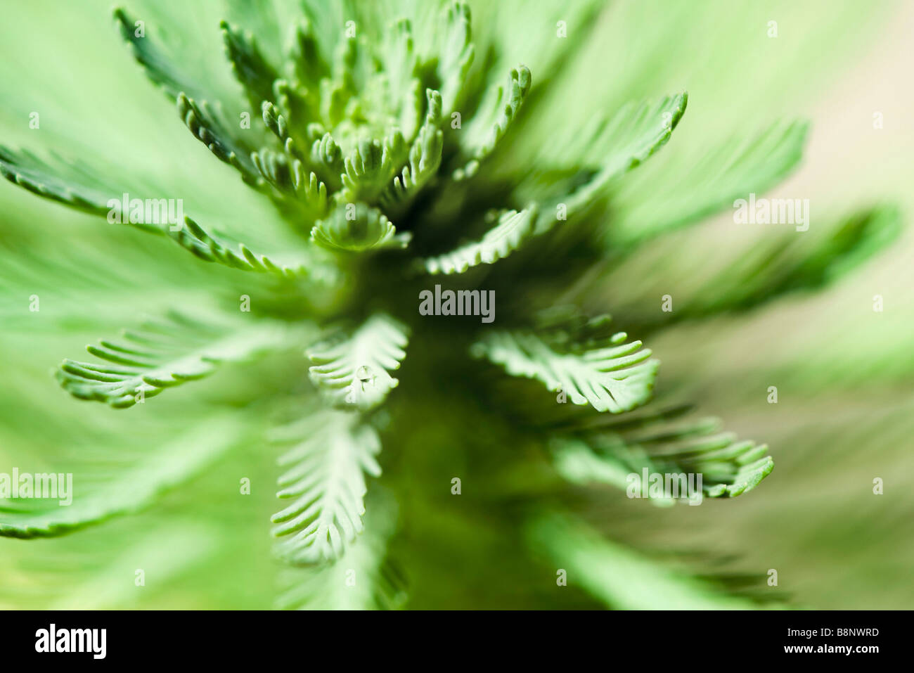Parrotfeather (Myriophyllum aquaticum), extreme close-up Stock Photo